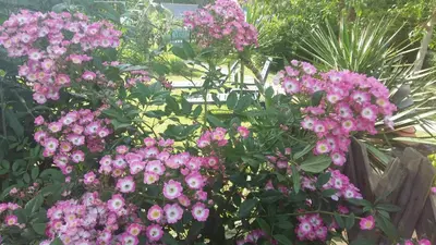 Jardin de l'établissement 21 rue de l'Olivet