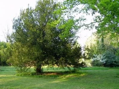 Jardin de l'établissement Chambres d'hôtes Le Pont Romain