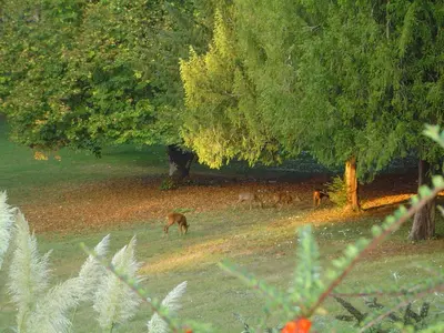 Animaux dans le B&B/chambre d'hôtes ou à proximité
