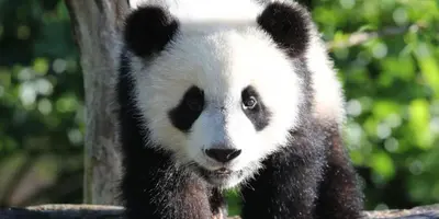 Animaux dans la maison de vacances ou à proximité