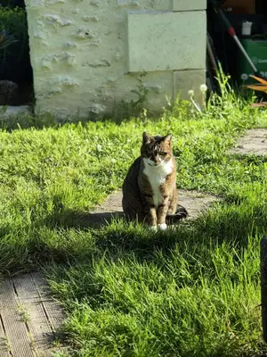 Animal ou animaux domestique(s) séjournant avec des clients dans l'établissement Les Granges de l'Épan