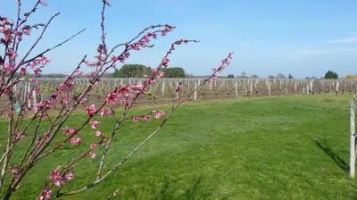Jardin de l'établissement l'Ecrin au coeur des vignes