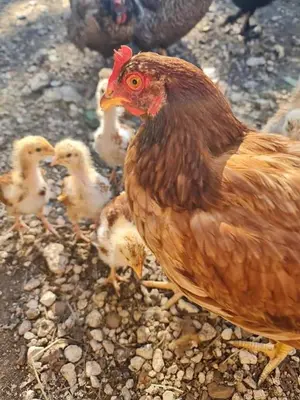 Animaux dans la maison d'hôtes ou à proximité