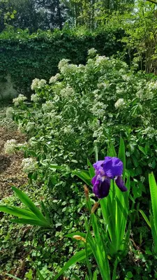 Jardin de l'établissement La Maison Céladon