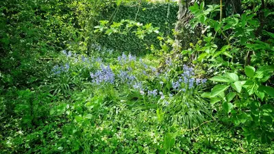 Jardin de l'établissement La Maison Céladon