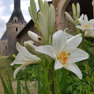 Jardin de l'établissement Le Logis de la Pataudière