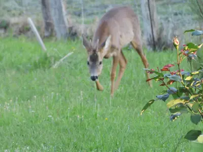 Animaux dans la maison de vacances ou à proximité