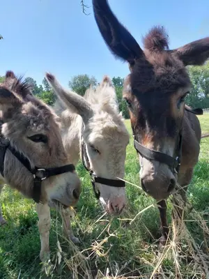 Animaux dans la maison d'hôtes ou à proximité