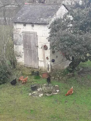 Animaux dans la maison d'hôtes ou à proximité
