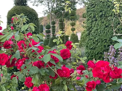 Jardin de l'établissement Les Jardins Haute Couture
