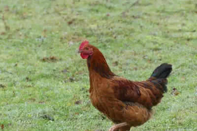 Animaux dans le B&B/chambre d'hôtes ou à proximité