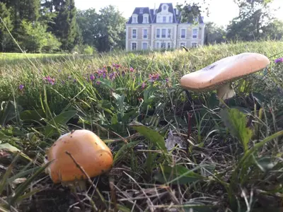Jardin de l'établissement Château des Essards avec piscine et jacuzzi