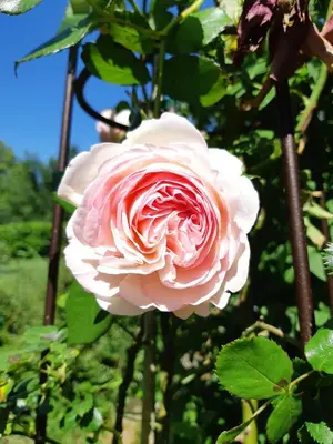 Jardin de l'établissement La Grange