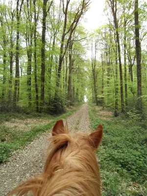 Animaux dans le B&B/chambre d'hôtes ou à proximité
