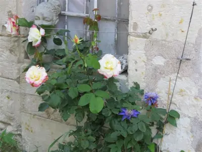 Jardin de l'établissement Le Clos de la Garde