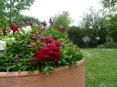 Jardin de l'établissement Chambres d'Hôtes La Turone