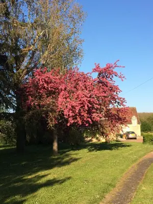 Jardin de l'établissement Maison d Hôtes La Petite Jucherie