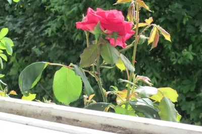 Jardin de l'établissement AMBOISE, maison de charme au calme