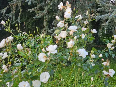 Jardin de l'établissement La Grange aux Moines