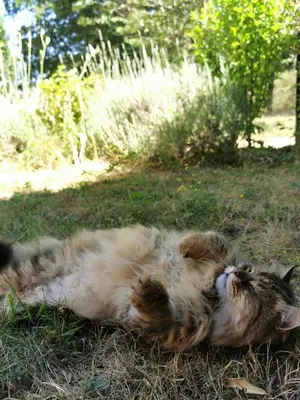Animal ou animaux domestique(s) séjournant avec des clients dans l'établissement Quatre Chats sous un Pin
