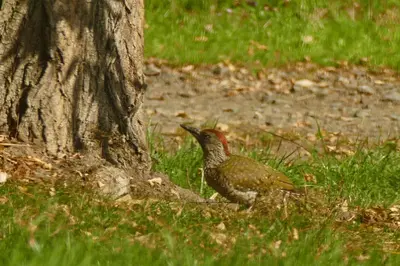 Animaux dans l'appartement ou à proximité