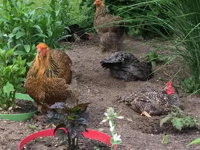 Animaux dans l'appartement ou à proximité