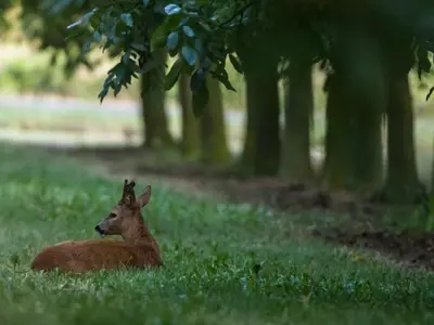 Animaux dans la maison de vacances ou à proximité