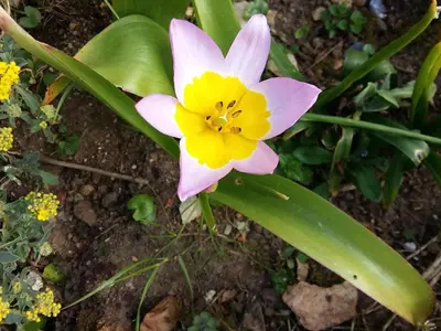 Jardin de l'établissement Charmante maison paysanne rénovée avec grand terrain, proche de la rivière et du village médiéval - FR-1-410-162