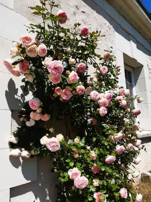 Jardin de l'établissement Le clos des augers, chambres d'hôtes et roulotte