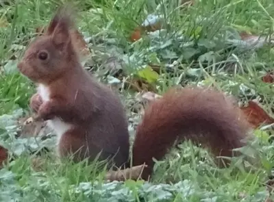 Animaux dans le B&B/chambre d'hôtes ou à proximité