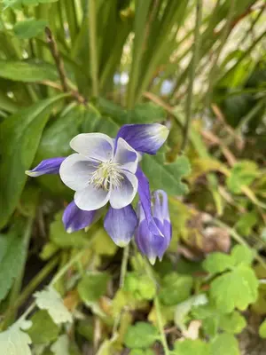 Jardin de l'établissement Le Moulin de cherré gîte bleu