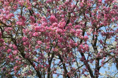 Jardin de l'établissement La Closerie