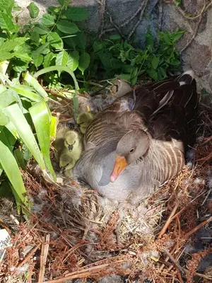 Animaux dans le B&B/chambre d'hôtes ou à proximité