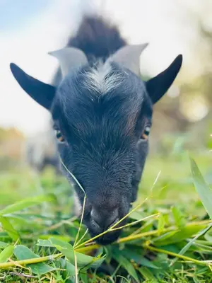 Animaux dans la maison de vacances ou à proximité