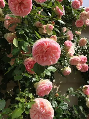 Jardin de l'établissement Une Maison, Un Jardin