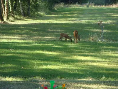 Animaux dans la maison de vacances ou à proximité