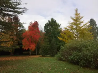 Jardin de l'établissement CHANTOISEAU