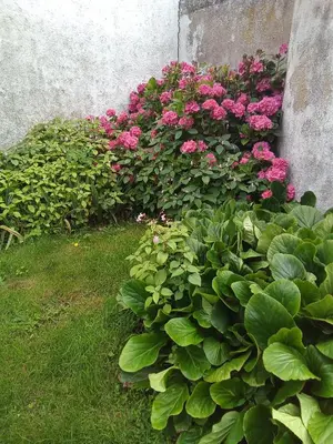 Jardin de l'établissement Gîtes du Franc Rosier 2