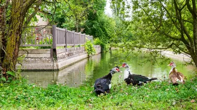 Animaux dans l'appartement ou à proximité