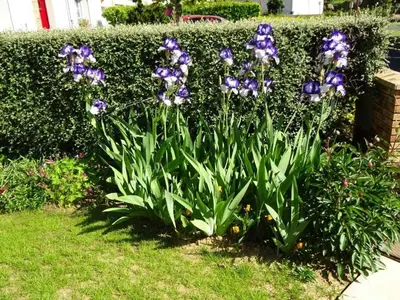 Jardin de l'établissement Charmant gîte cozy près du Mans avec jardin, terrasse, proche commodités et activités. - FR-1-410-336
