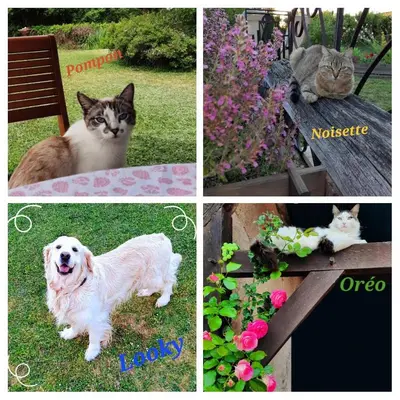 Animal ou animaux domestique(s) séjournant avec des clients dans l'établissement La Maison Genevier - Chambre La Family