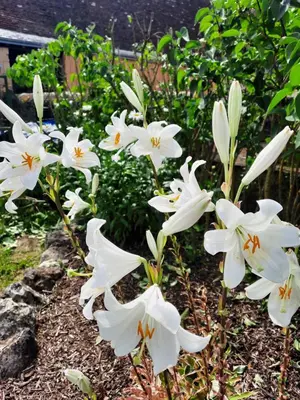 Jardin de l'établissement La Maison Genevier - Chambre Doréline