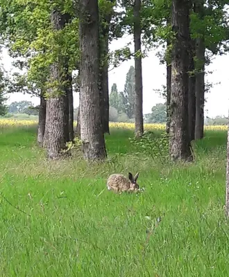 Animaux dans le lodge ou à proximité