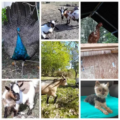 Animaux dans le séjour chez l'habitant ou à proximité