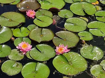 Jardin de l'établissement Au Jardin de la Marquetterie