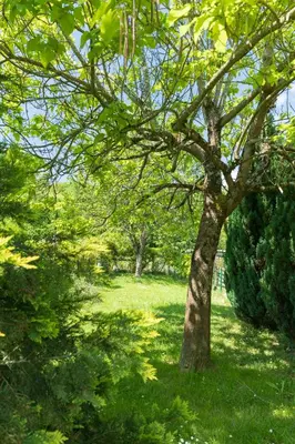 Jardin de l'établissement Maison proche Zoo de Beauval et des Châteaux.