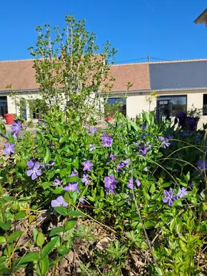 Jardin de l'établissement Au Ginkgo