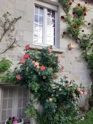 Jardin de l'établissement Esprit Troglo