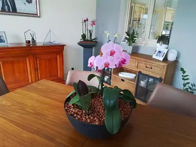 Plan de l'établissement Au détour des Orchidées