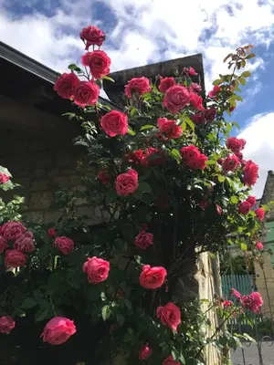 Jardin de l'établissement Le Dorelot du lièvre, maison de caractère